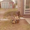 Filename=19710999_002.jpg
Filesize=364KiB
Dimensions=2047x2042
Date added=Sep 26, 2024 19710999_002.jpg
