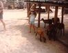 Filename=19800799_026.jpg
Filesize=117KiB
Dimensions=1024x798
Date added=Oct 02, 2008 19800799_026.jpg