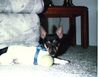 Filename=19900899_004.jpg
Filesize=538KiB
Dimensions=1023x794
Date added=Oct 06, 2008 19900899_004.jpg
