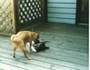 Filename=19900899_006.jpg
Filesize=584KiB
Dimensions=1023x794
Date added=Oct 06, 2008 19900899_006.jpg