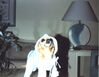 Filename=19909999_001.jpg
Filesize=509KiB
Dimensions=1023x794
Date added=Oct 06, 2008 19909999_001.jpg