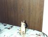 Filename=19909999_002.jpg
Filesize=530KiB
Dimensions=1023x794
Date added=Oct 06, 2008 19909999_002.jpg