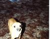 Filename=19909999_003.jpg
Filesize=622KiB
Dimensions=1023x794
Date added=Oct 06, 2008 19909999_003.jpg