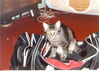 Filename=19910799_014.jpg
Filesize=147KiB
Dimensions=1024x736
Date added=Oct 06, 2008 19910799_014.jpg