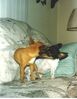 Filename=19910899_010.jpg
Filesize=588KiB
Dimensions=794x1023
Date added=Oct 06, 2008 19910899_010.jpg