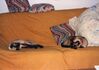Filename=19919999_005.jpg
Filesize=362KiB
Dimensions=2047x1449
Date added=Dec 06, 2024 19919999_005.jpg