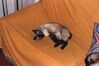 Filename=19919999_006.jpg
Filesize=359KiB
Dimensions=2048x1369
Date added=Dec 06, 2024 19919999_006.jpg