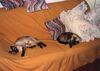 Filename=19919999_007.jpg
Filesize=383KiB
Dimensions=2047x1458
Date added=Dec 06, 2024 19919999_007.jpg