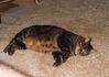 Filename=19919999_011.jpg
Filesize=372KiB
Dimensions=2047x1451
Date added=Dec 06, 2024 19919999_011.jpg