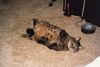 Filename=19919999_012.jpg
Filesize=379KiB
Dimensions=2047x1372
Date added=Dec 06, 2024 19919999_012.jpg