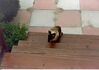 Filename=19920799_007.jpg
Filesize=247KiB
Dimensions=1024x725
Date added=Oct 06, 2008 19920799_007.jpg