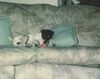 Filename=19921299_003.jpg
Filesize=600KiB
Dimensions=1022x811
Date added=Oct 06, 2008 19921299_003.jpg
