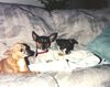 Filename=19921299_006.jpg
Filesize=648KiB
Dimensions=1022x811
Date added=Oct 06, 2008 19921299_006.jpg
