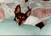 Filename=19929999_002.jpg
Filesize=114KiB
Dimensions=1022x729
Date added=Oct 06, 2008 19929999_002.jpg