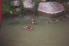 Filename=19950705_007.jpg
Filesize=463KiB
Dimensions=1024x680
Date added=Oct 10, 2008 19950705_007.jpg