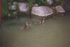 Filename=19950705_008.jpg
Filesize=454KiB
Dimensions=1024x680
Date added=Oct 10, 2008 19950705_008.jpg