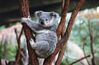 Filename=19960504_037.jpg
Filesize=461KiB
Dimensions=2047x1341
Date added=Oct 10, 2008 19960504_037.jpg