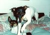 Filename=19979999_010.jpg
Filesize=105KiB
Dimensions=1024x723
Date added=Oct 10, 2008 19979999_010.jpg