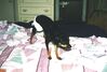 Filename=19980622_002.jpg
Filesize=80KiB
Dimensions=1024x696
Date added=Oct 12, 2008 19980622_002.jpg