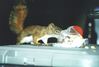 Filename=19990909_009.jpg
Filesize=66KiB
Dimensions=1024x696
Date added=Oct 12, 2008 19990909_009.jpg
