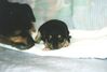 Filename=19991203_003.jpg
Filesize=61KiB
Dimensions=1024x696
Date added=Oct 12, 2008 19991203_003.jpg