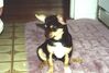 Filename=20000319_001.jpg
Filesize=85KiB
Dimensions=1023x693
Date added=Oct 14, 2008 20000319_001.jpg