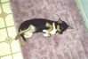 Filename=20000319_002.jpg
Filesize=127KiB
Dimensions=1023x693
Date added=Oct 14, 2008 20000319_002.jpg