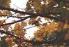 Filename=20001015_008.jpg
Filesize=113KiB
Dimensions=1023x693
Date added=Oct 14, 2008 20001015_008.jpg