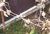 Filename=20001015_009.jpg
Filesize=141KiB
Dimensions=1023x693
Date added=Oct 14, 2008 20001015_009.jpg