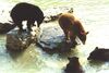 Filename=20010801_028.jpg
Filesize=93KiB
Dimensions=1023x687
Date added=Oct 14, 2008 20010801_028.jpg