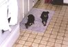 Filename=20020109_002.jpg
Filesize=83KiB
Dimensions=1023x702
Date added=Oct 14, 2008 20020109_002.jpg