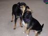 Filename=20030420_014.jpg
Filesize=122KiB
Dimensions=1024x768
Date added=Oct 17, 2008 20030420_014.jpg