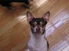 Filename=20031225_046.jpg
Filesize=169KiB
Dimensions=1024x768
Date added=Oct 17, 2008 20031225_046.jpg