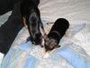 Filename=20040215_005.jpg
Filesize=145KiB
Dimensions=1024x768
Date added=Oct 19, 2008 20040215_005.jpg