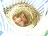 Filename=20040509_001.jpg
Filesize=144KiB
Dimensions=1024x768
Date added=Oct 19, 2008 20040509_001.jpg
