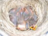 Filename=20040512_001.jpg
Filesize=136KiB
Dimensions=1024x768
Date added=Oct 19, 2008 20040512_001.jpg