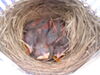 Filename=20040512_002.jpg
Filesize=137KiB
Dimensions=1024x768
Date added=Oct 19, 2008 20040512_002.jpg