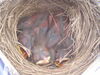 Filename=20040512_003.jpg
Filesize=153KiB
Dimensions=1024x768
Date added=Oct 19, 2008 20040512_003.jpg