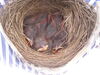 Filename=20040512_004.jpg
Filesize=177KiB
Dimensions=1024x768
Date added=Oct 19, 2008 20040512_004.jpg