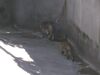 Filename=20040724_015.jpg
Filesize=84KiB
Dimensions=1024x768
Date added=Oct 19, 2008 20040724_015.jpg