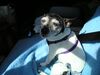 Filename=20050327_041.jpg
Filesize=108KiB
Dimensions=1024x768
Date added=Oct 24, 2008 20050327_041.jpg