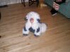 Filename=20051031_002.jpg
Filesize=285KiB
Dimensions=1024x767
Date added=Oct 24, 2008 20051031_002.jpg