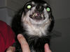 Filename=20060304_003.jpg
Filesize=142KiB
Dimensions=1024x768
Date added=Oct 26, 2008 20060304_003.jpg