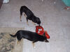 Filename=20060917_019.jpg
Filesize=362KiB
Dimensions=1024x768
Date added=Oct 26, 2008 20060917_019.jpg