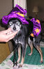 Filename=20061018_002.jpg
Filesize=121KiB
Dimensions=489x768
Date added=Oct 26, 2008 20061018_002.jpg