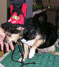 Filename=20061018_005.jpg
Filesize=107KiB
Dimensions=637x724
Date added=Oct 26, 2008 20061018_005.jpg