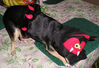 Filename=20061018_007.jpg
Filesize=179KiB
Dimensions=1024x700
Date added=Oct 26, 2008 20061018_007.jpg