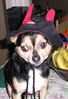 Filename=20061018_008.jpg
Filesize=120KiB
Dimensions=529x768
Date added=Oct 26, 2008 20061018_008.jpg