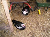 Filename=20070602_006.jpg
Filesize=316KiB
Dimensions=1024x768
Date added=Oct 29, 2008 20070602_006.jpg