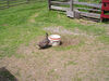 Filename=20070602_010.jpg
Filesize=319KiB
Dimensions=1024x768
Date added=Oct 29, 2008 20070602_010.jpg